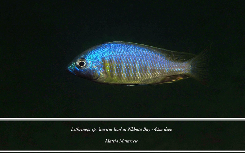 Lethrinops sp. 'auritus lion' Nkhata Bay